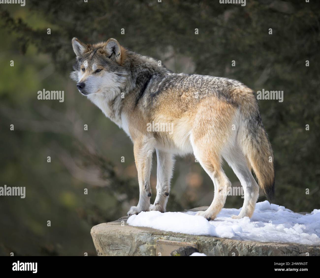 Mexikanischer Grauwolf (Canis lupus baileyi) steht im Schnee auf felsiger Oberfläche im Wald Stockfoto
