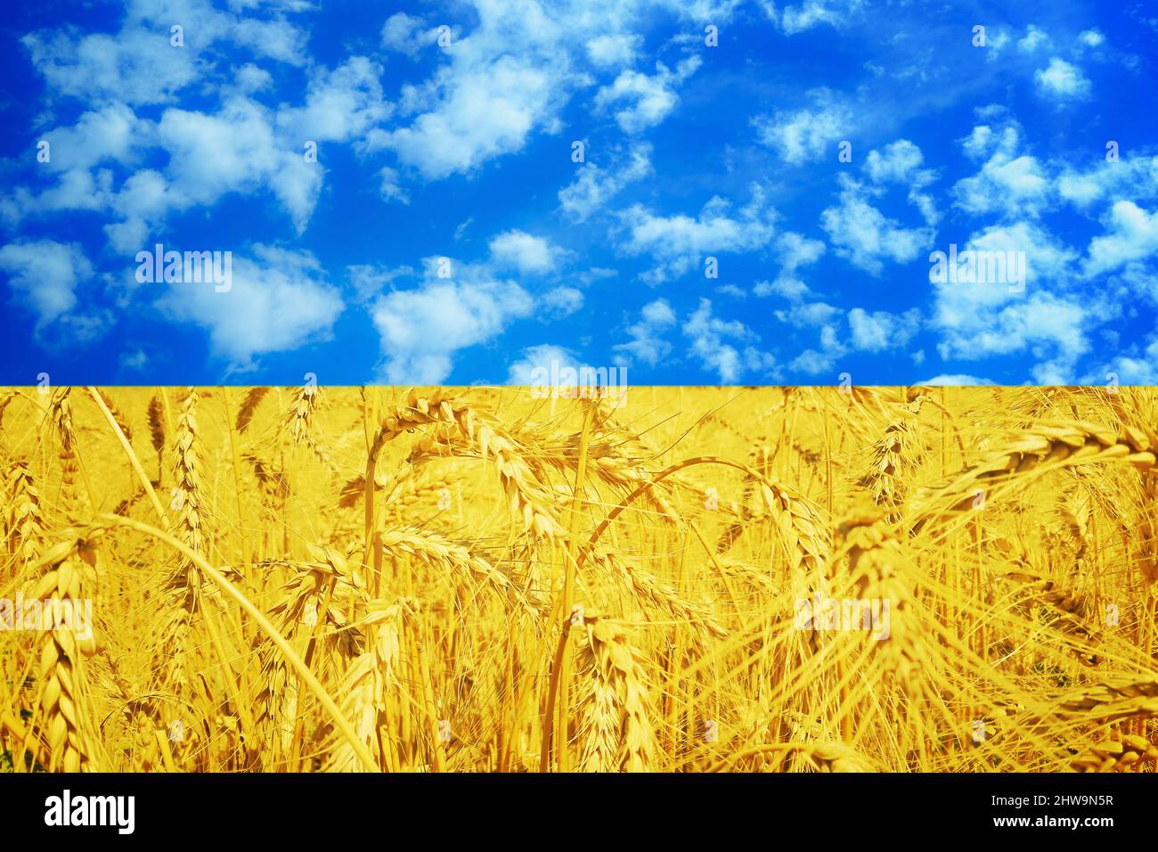 Gold Wheat Field und Blue Sky in Form und Farbe der ukrainischen Flagge. Stockfoto