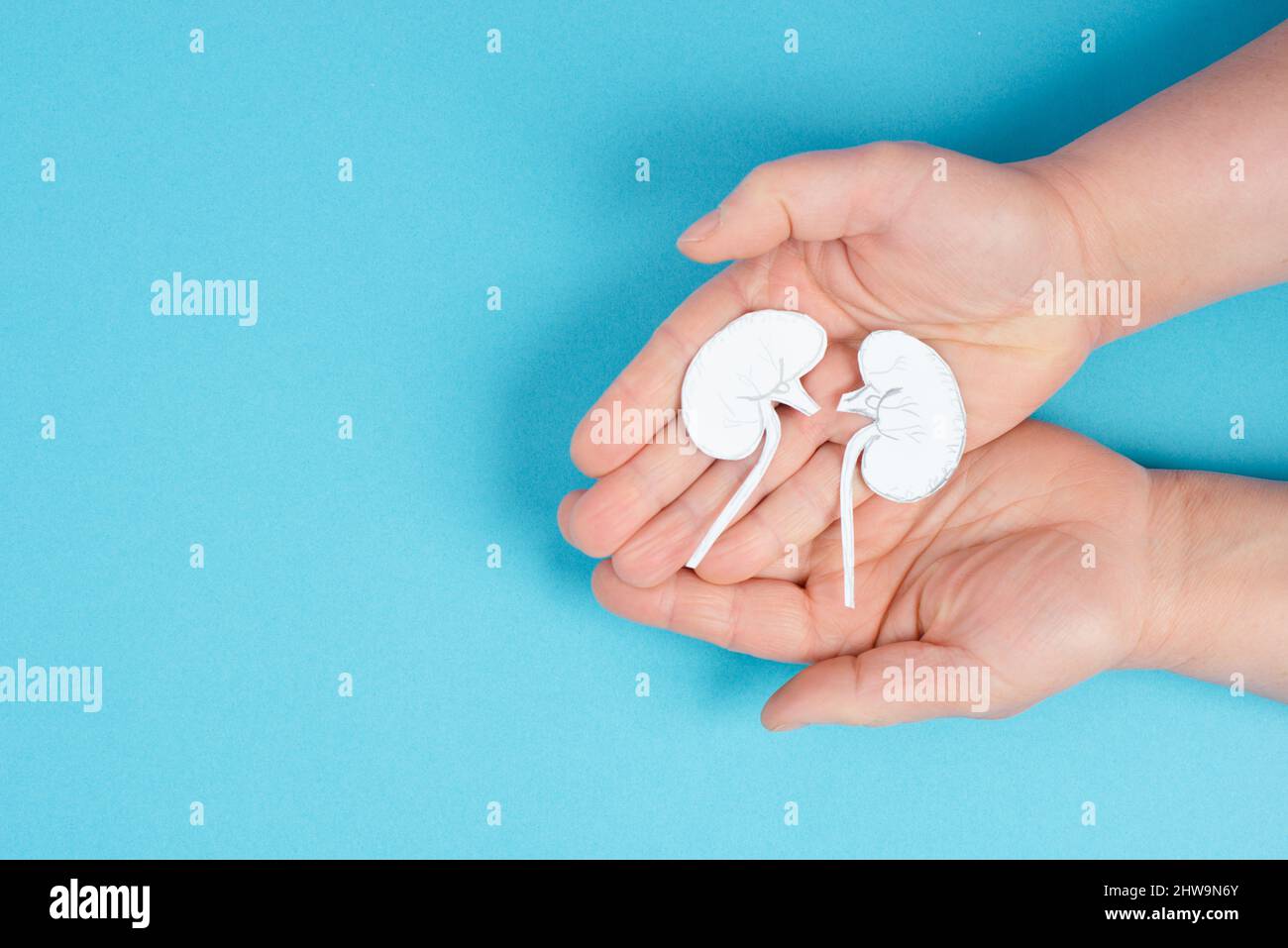 Hände, die eine Niere halten, Papier ausgeschnitten, Weltnierentag, Gesundheitsprobleme, Organtransplantation, Medizinisches Problem Stockfoto