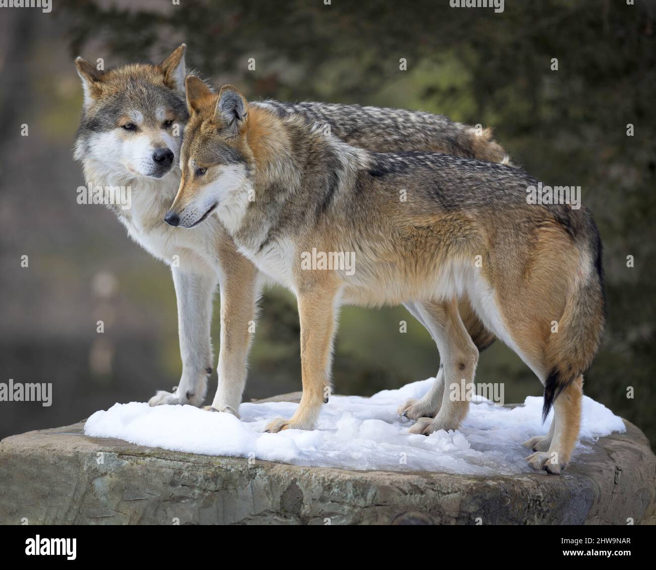 Paar graue mexikanische Wölfe (Canis lupus baileyi) kuscheln, während sie auf Schnee auf felsiger Oberfläche im Wald stehen Stockfoto