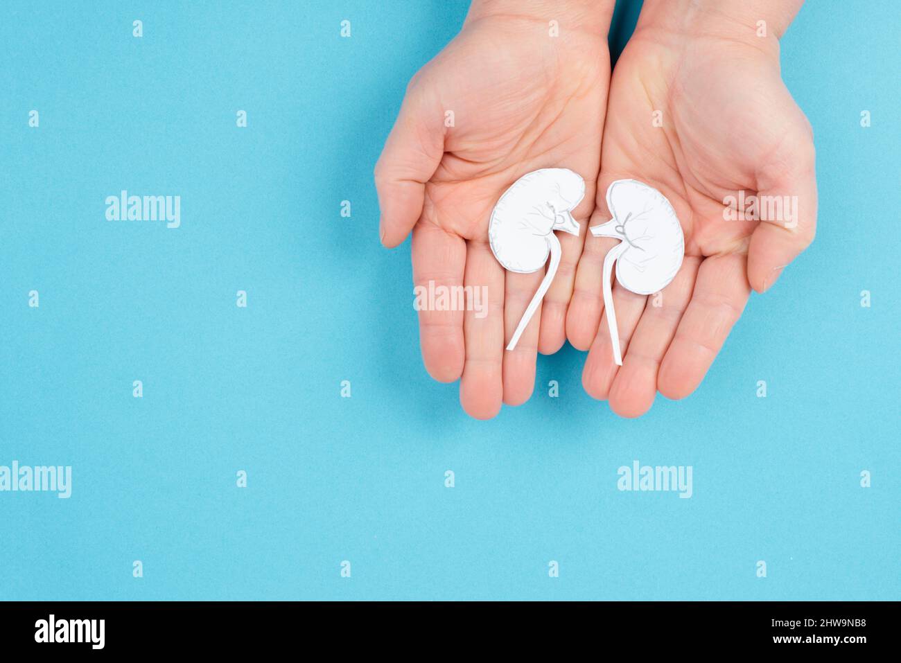 Hände, die eine Niere halten, Papier ausgeschnitten, Weltnierentag, Gesundheitsprobleme, Organtransplantation, Medizinisches Problem Stockfoto