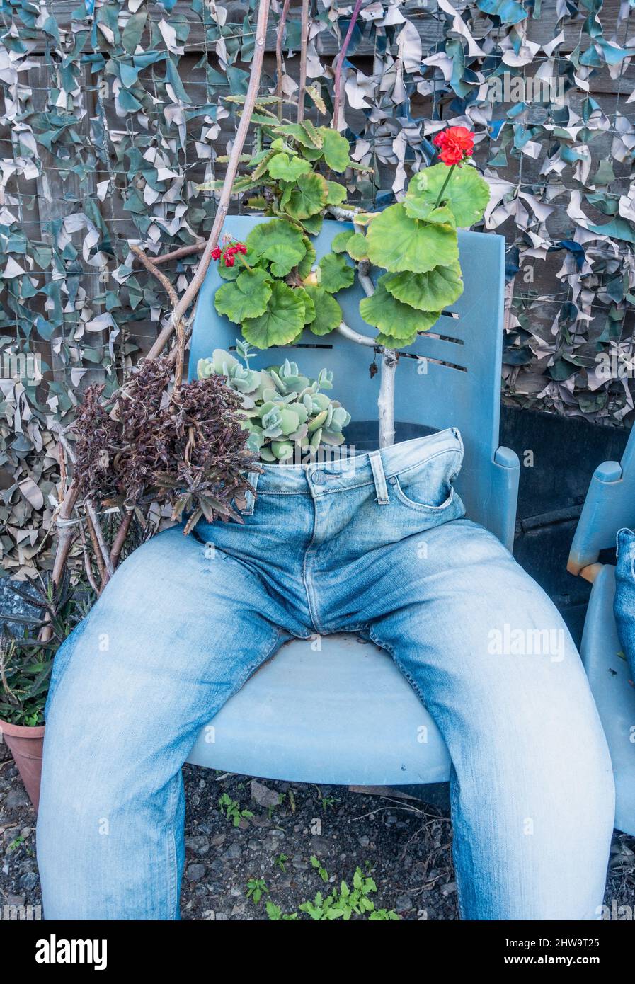 Alte Jeans aus Denim, die als Pflanzenbehälter im Garten verwendet wurden. Ungewöhnlicher Garten, Pflanzenbehälter, Recycling alter Kleidung. Stockfoto