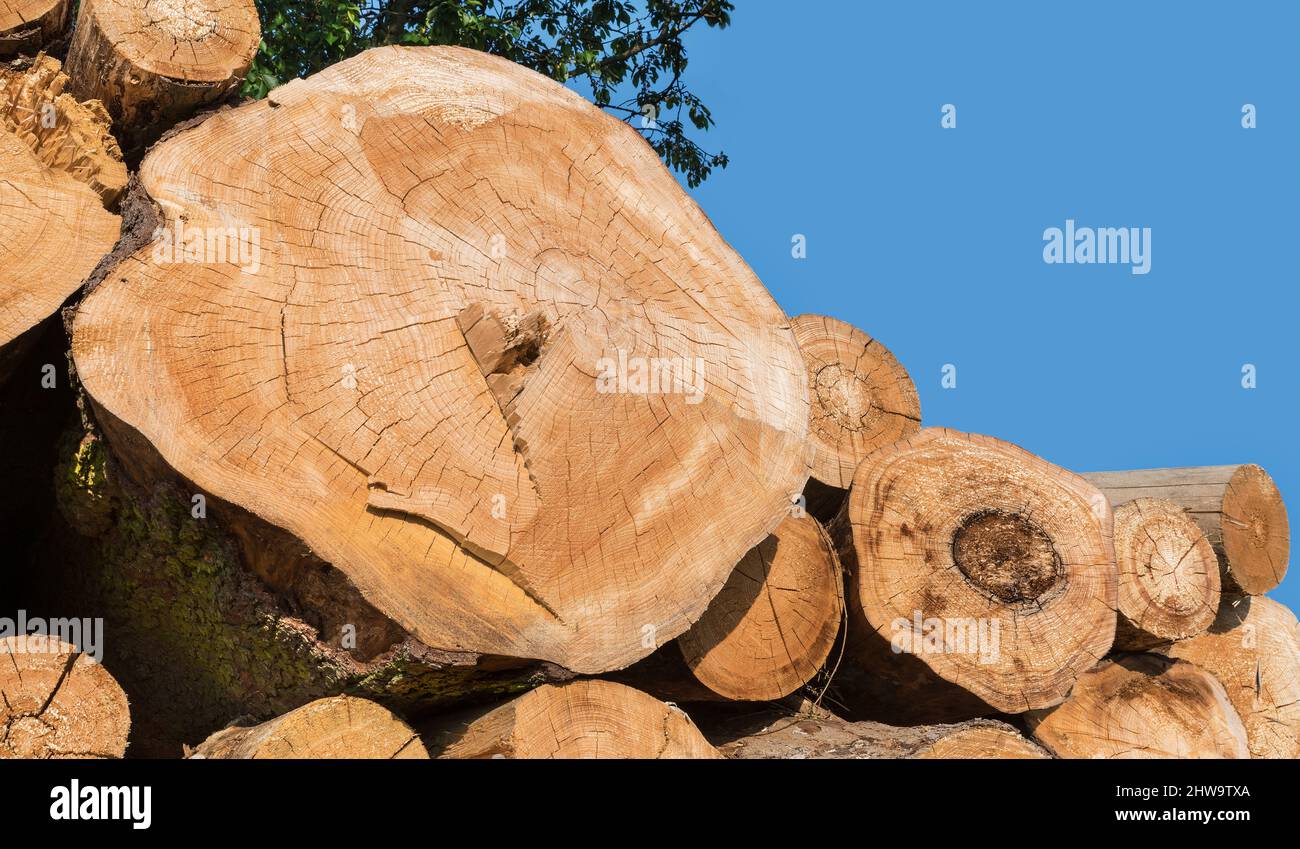 Nahaufnahme von Querschnitten ein gestapeltes Holzstämme auf Stapel mit klarem blauen Himmel. Vorderansicht von abgeholzt geschnittenen Stämmen Detail auf Haufen unter einem grünen Baum Zweig. Stockfoto