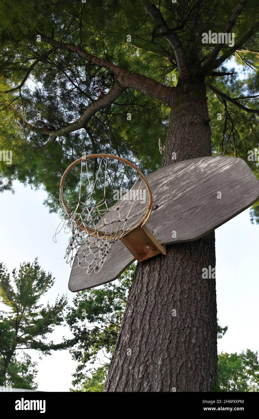 Ein alter, wettergetragener Basketballkorb und Backboard wurden an einen Baum in einer Hütte genagelt Stockfoto