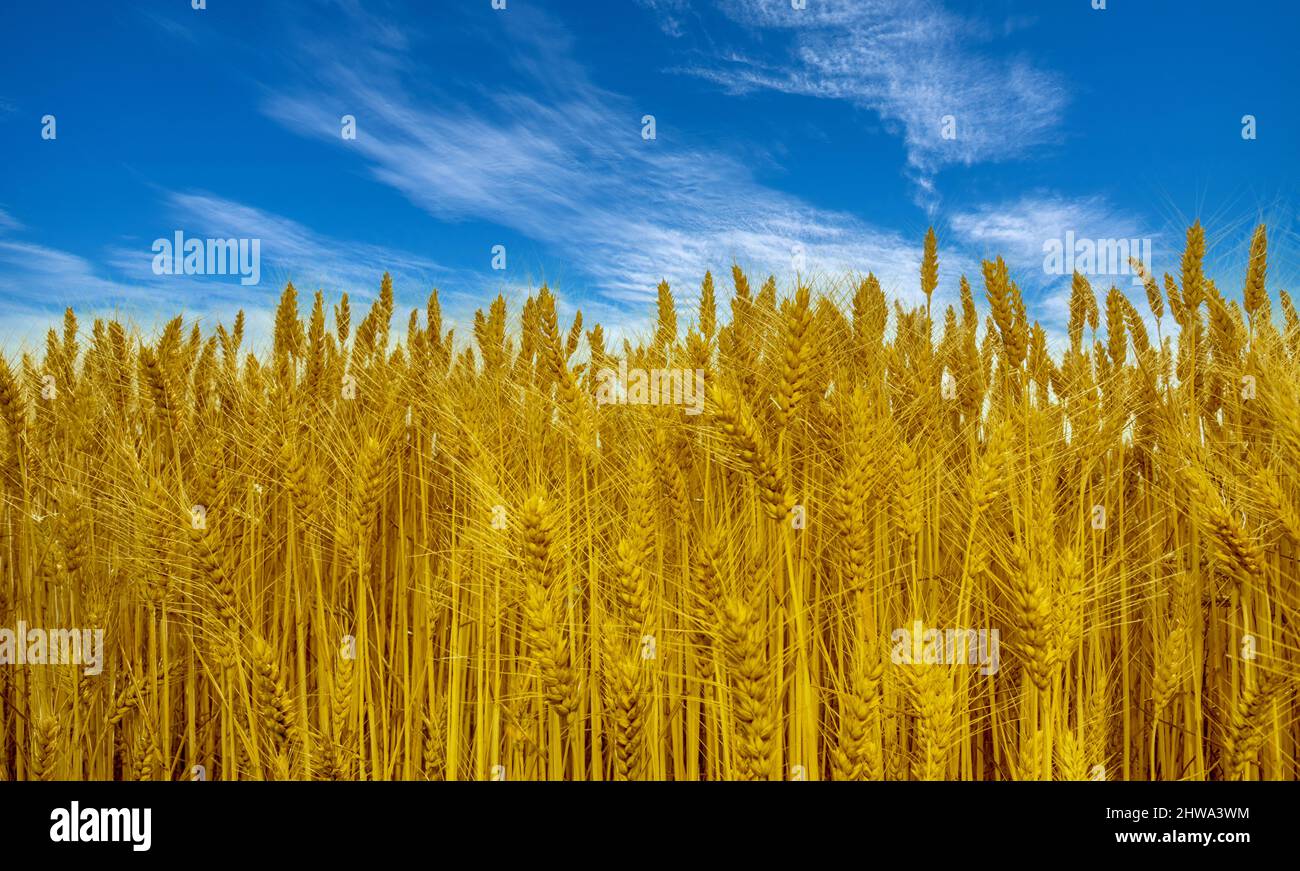 Das gelbe Feld des Weizens auf dem blauen Himmel sind die Farben der Flagge der Ukraine, des Banners Stockfoto
