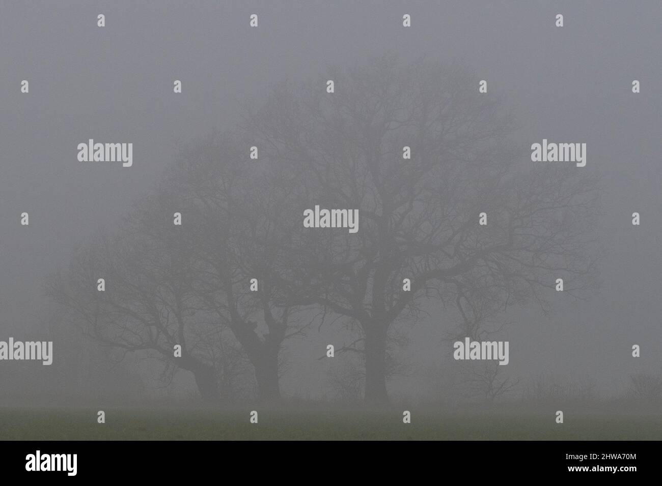 Eiche (Quercus robur) im Nebel Stockfoto