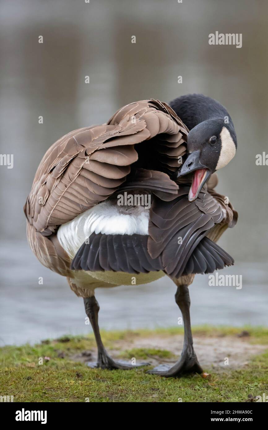 Kanadagans (Branta canadensis), kümmert sich um ihr Gefieder, Deutschland Stockfoto