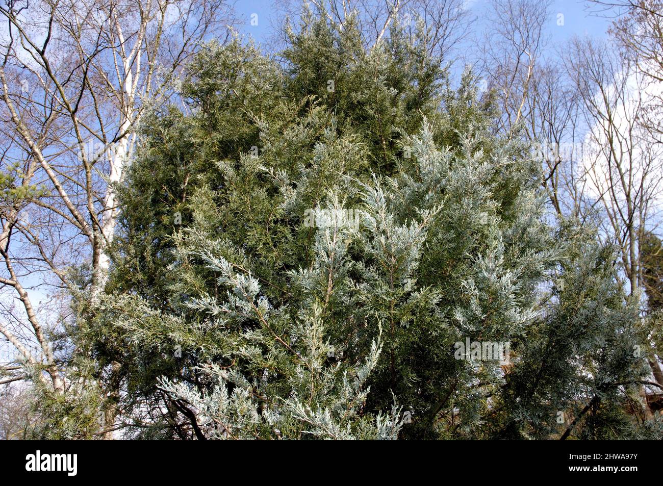 Rocky Mountain Wacholder (Juniperus scopulorum 'Blue Heaven', Juniperus scopulorum Blue Heaven), Cultrivar Blue Heaven Stockfoto