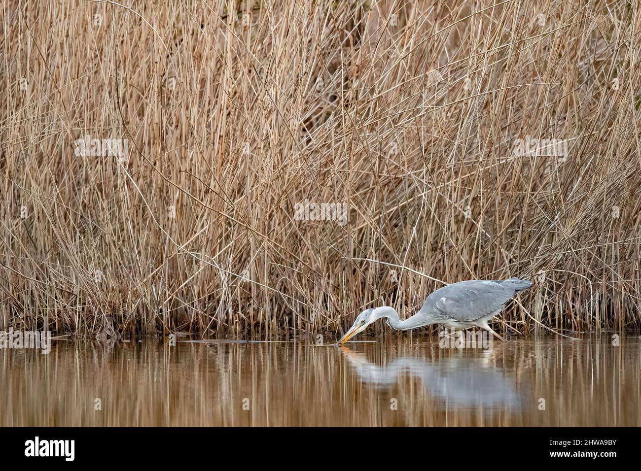 Graureiher (Ardea cinerea), lauert an der Schilfzone, Deutschland Stockfoto