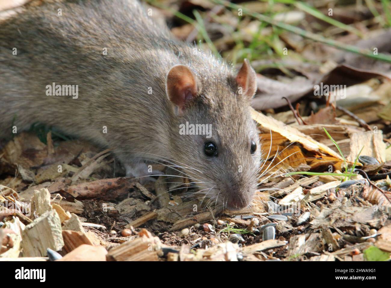 Braune Ratte, gewöhnliche braune Ratte, Norwegenratte, Gemeine Ratte (Rattus norvegicus), jugendlich, Deutschland Stockfoto