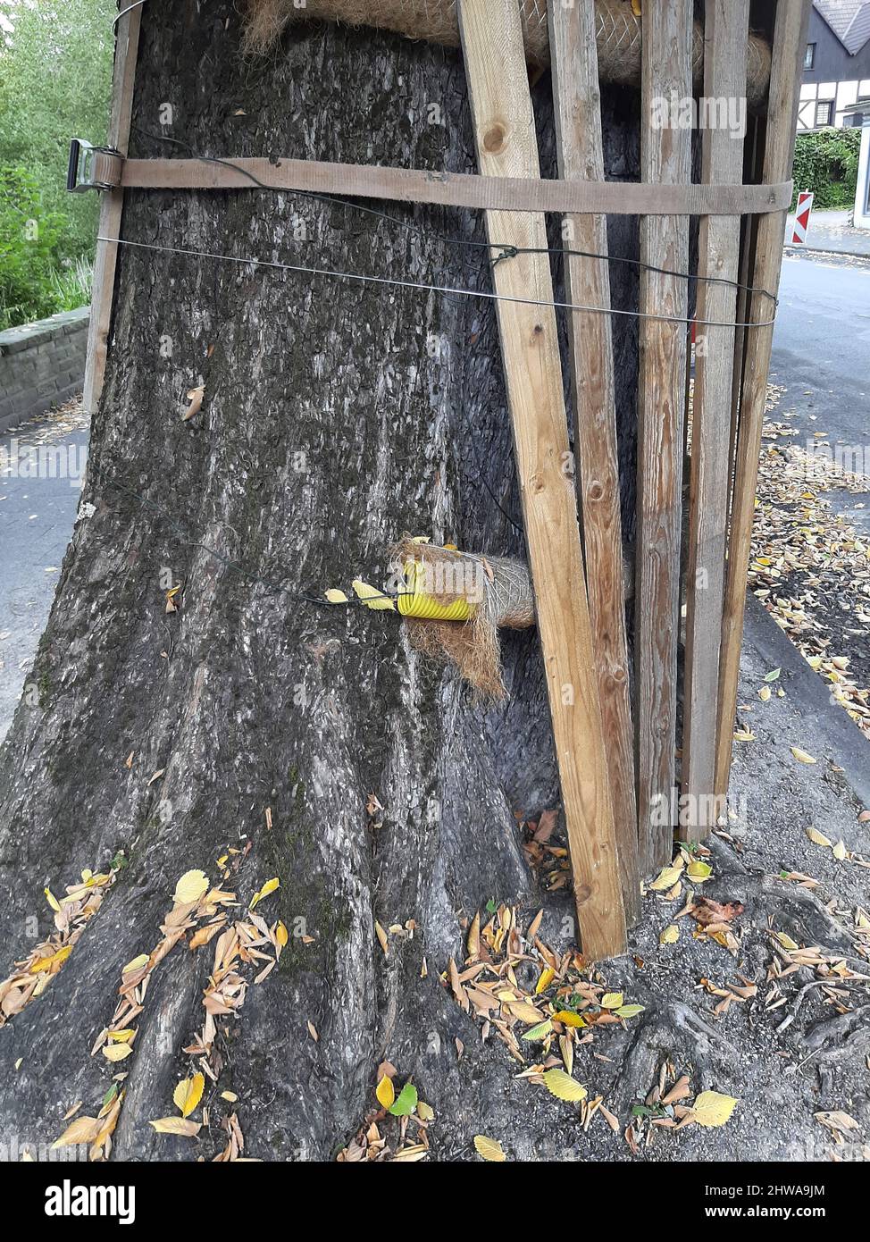 Lindenstamm ist vor Straßenarbeiten mit Dachlatten geschützt, Deutschland Stockfoto