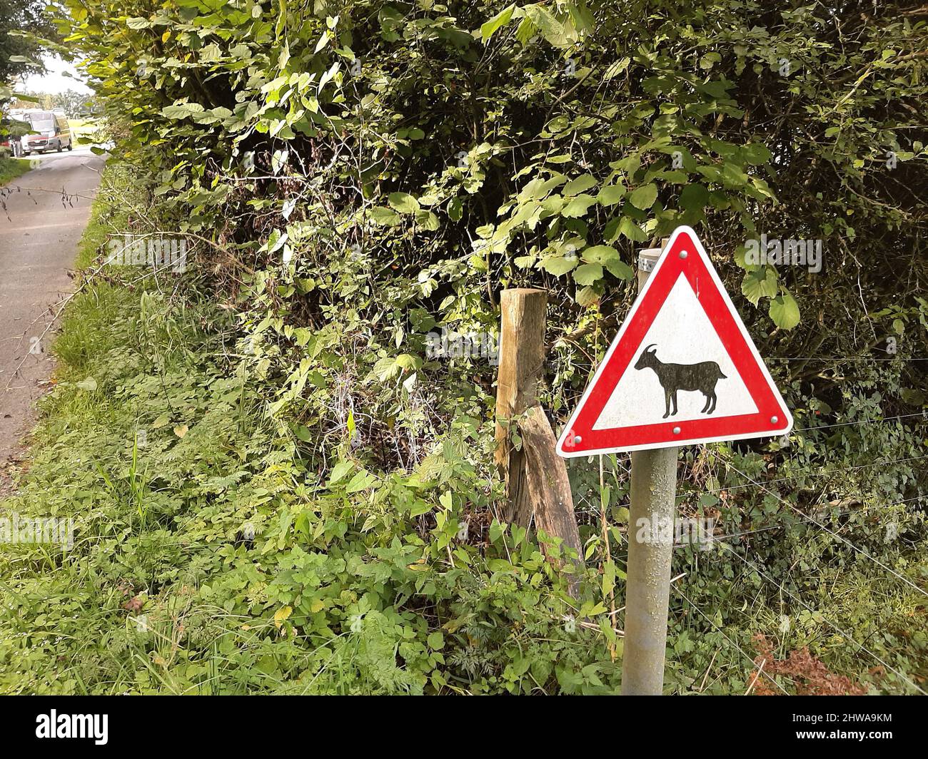 Hausziege (Capra hircus, Capra aegagrus f. hircus), Schild 'Achtung, Ziegen', Deutschland Stockfoto