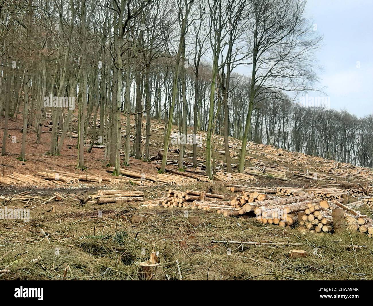 Norwegenfichte (Picea abies), entwaldete Fläche mit abgewetzten Stämmen am Hang vor Buchenwald, Deutschland Stockfoto