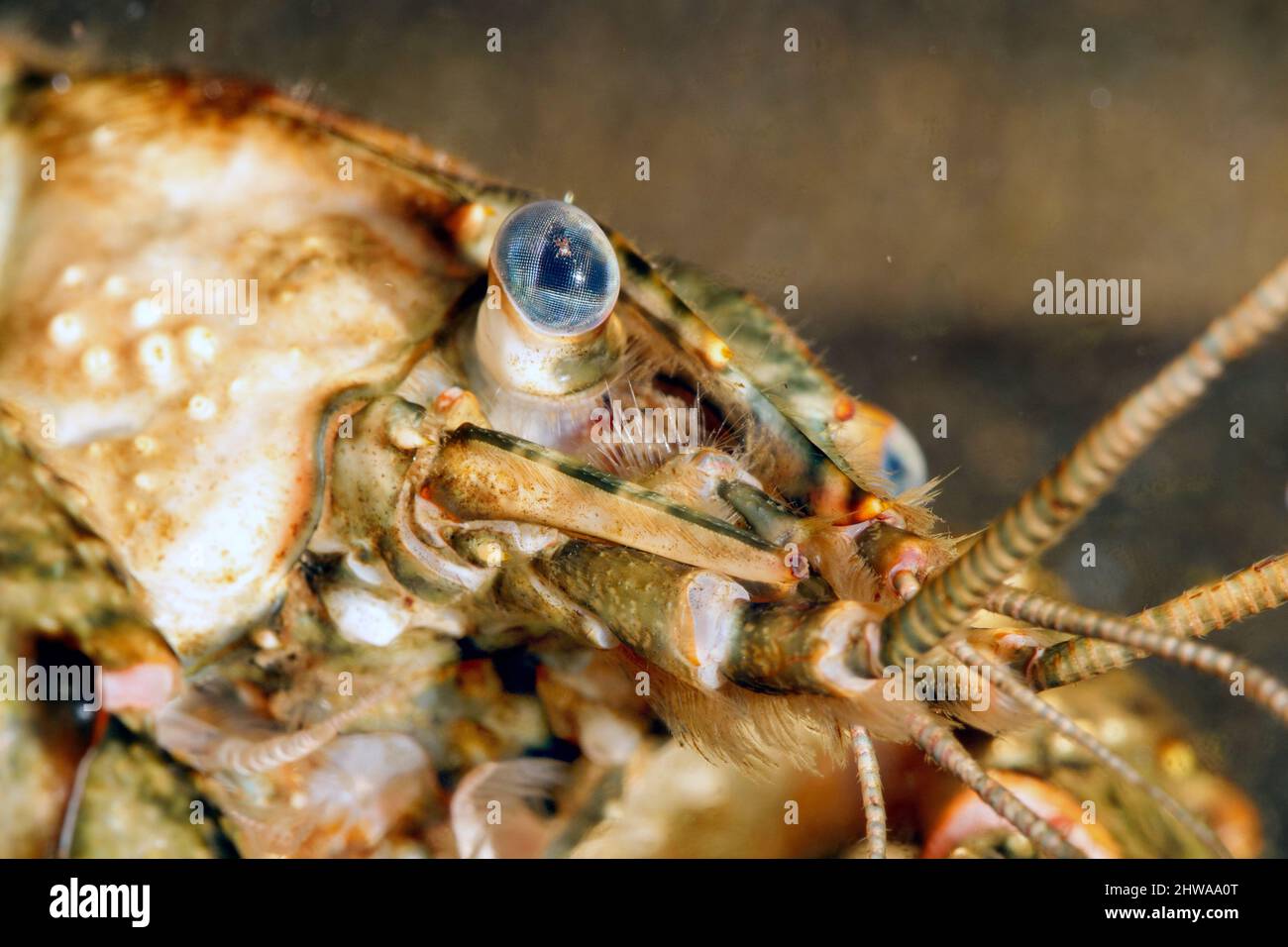 Spinycheek-Flusskrebse, amerikanische Flusskrebse, gestreifte Flusskrebse (Orconectes limosus, Cambarus affinis), zusammengesetztes Auge, Detail, Stockfoto