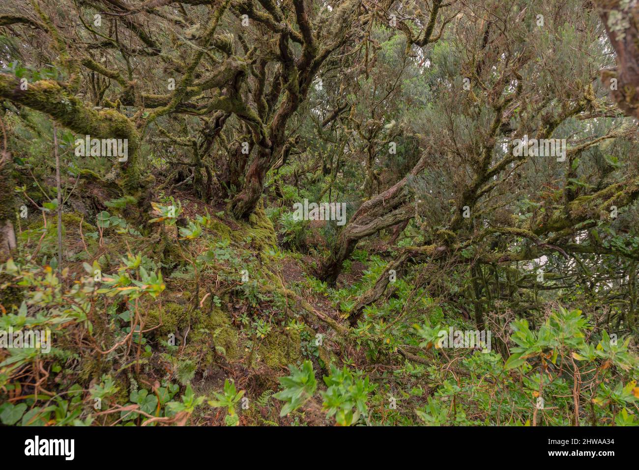 Laurel-Wald im Garajonay-Nationalpark, Kanarische Inseln, La Gomera, Garajonay-Nationalpark Stockfoto