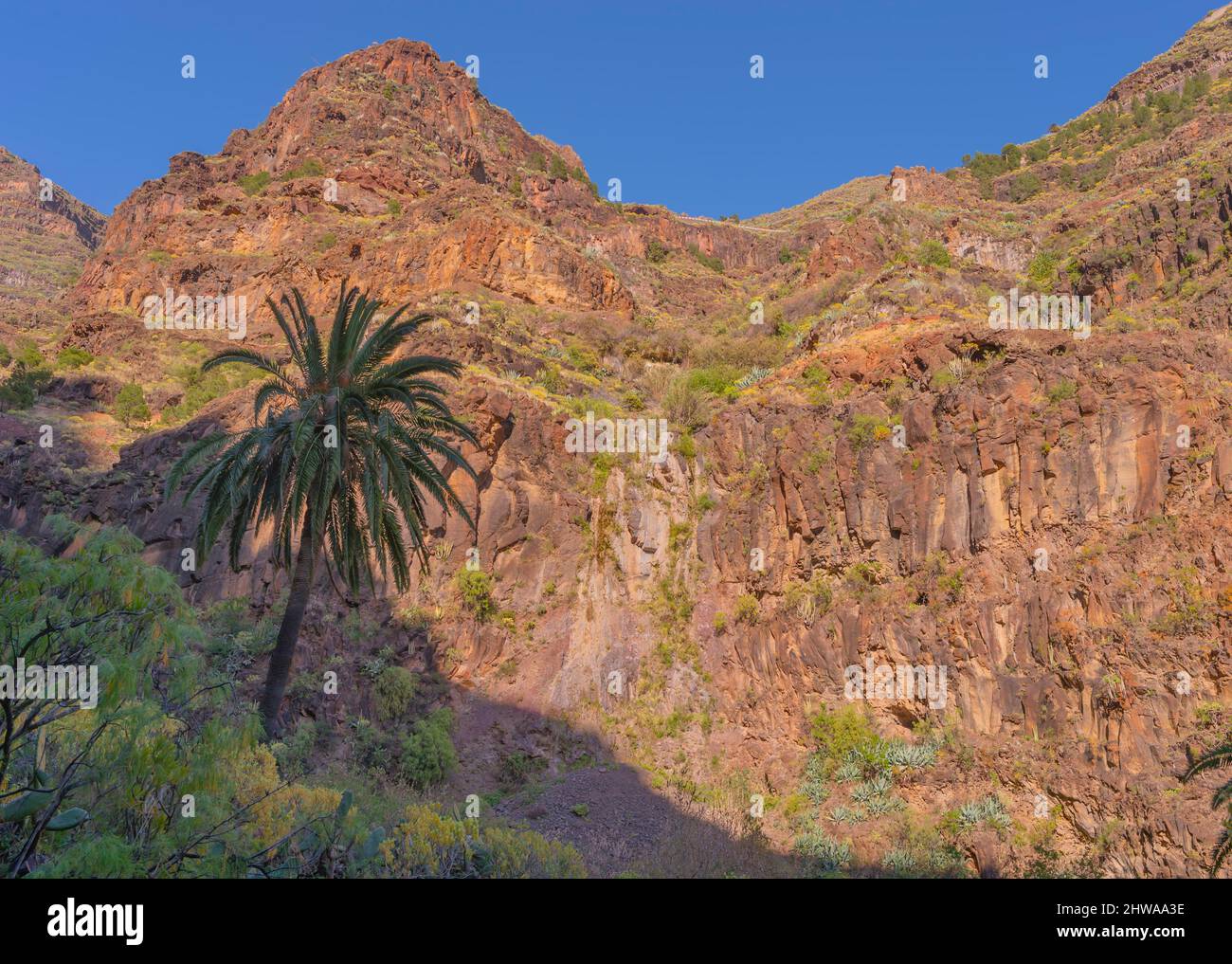 Kanarische Dattelpalme (Phoenix canariensis), in felsiger Landschaft, Kanarische Inseln, La Gomera Stockfoto