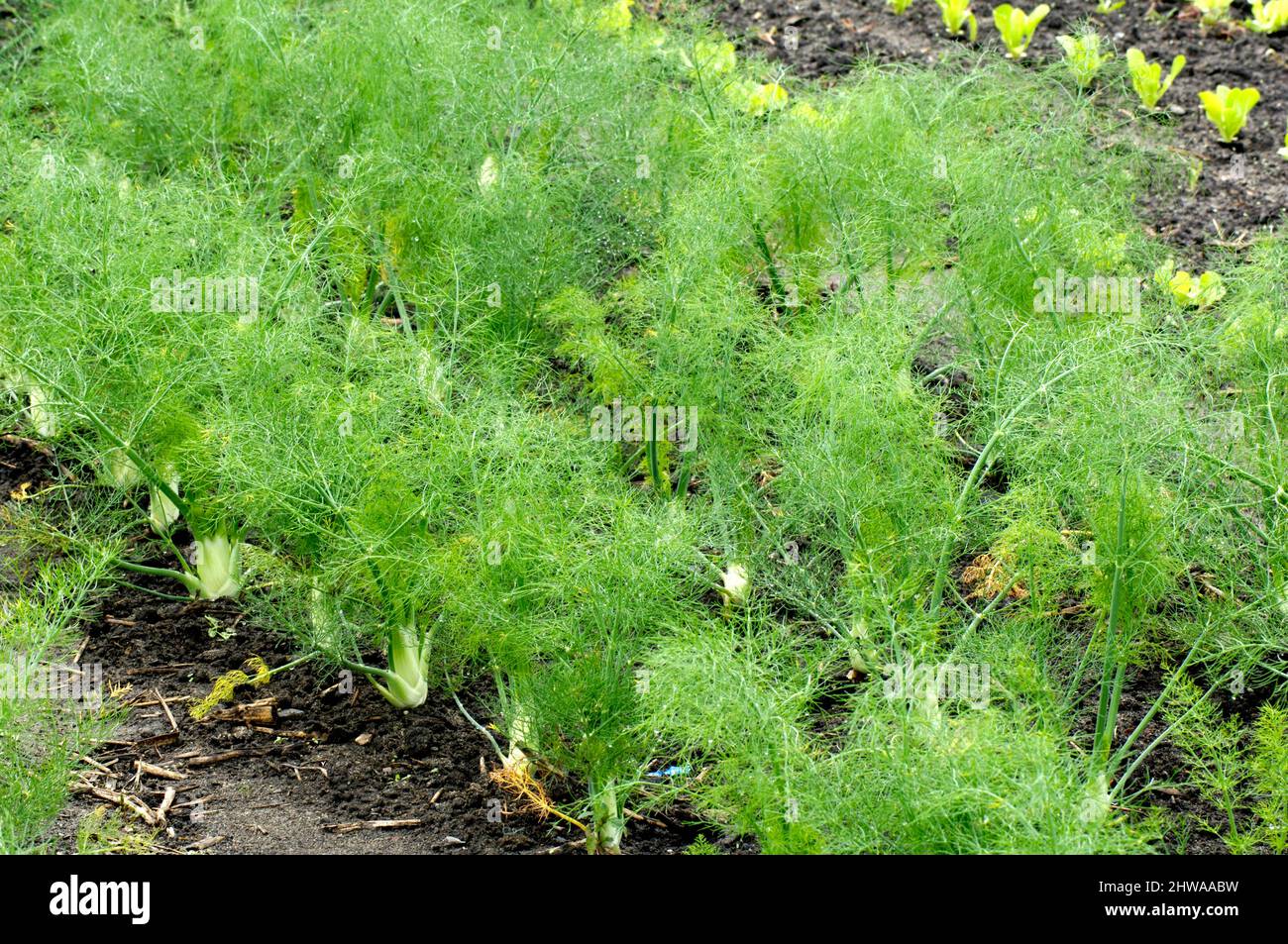 Süßer Fenchel (Foeniculum vulgare, Anethum foeniculum), Gemüsefeld, Salat und Fenchel, Deutschland, Bayern Stockfoto