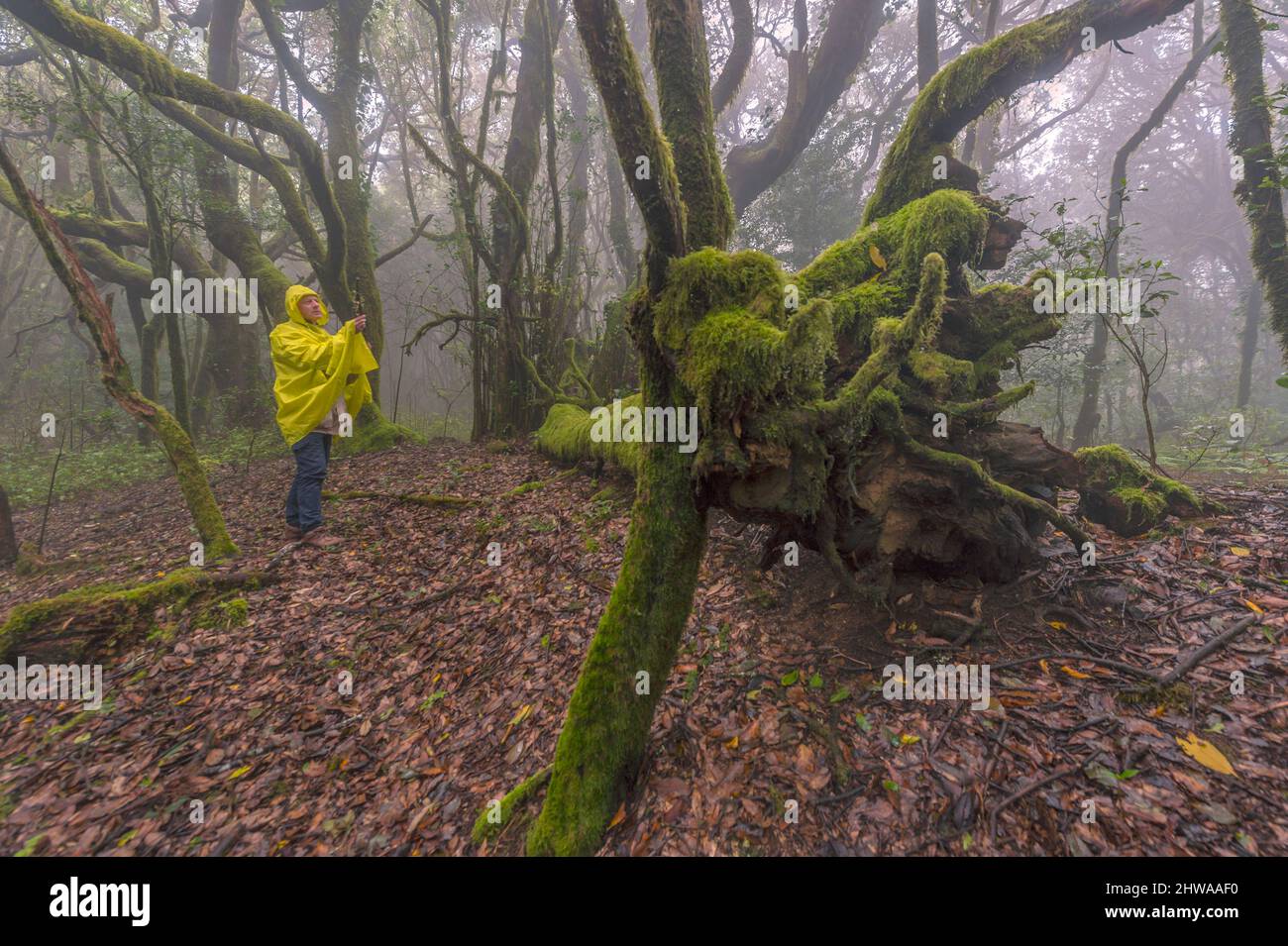 Wanderer im Lorbeerwald des Garajonay Nationalparks, der Kanarischen Inseln, La Gomera, des Garajonay Nationalparks Stockfoto