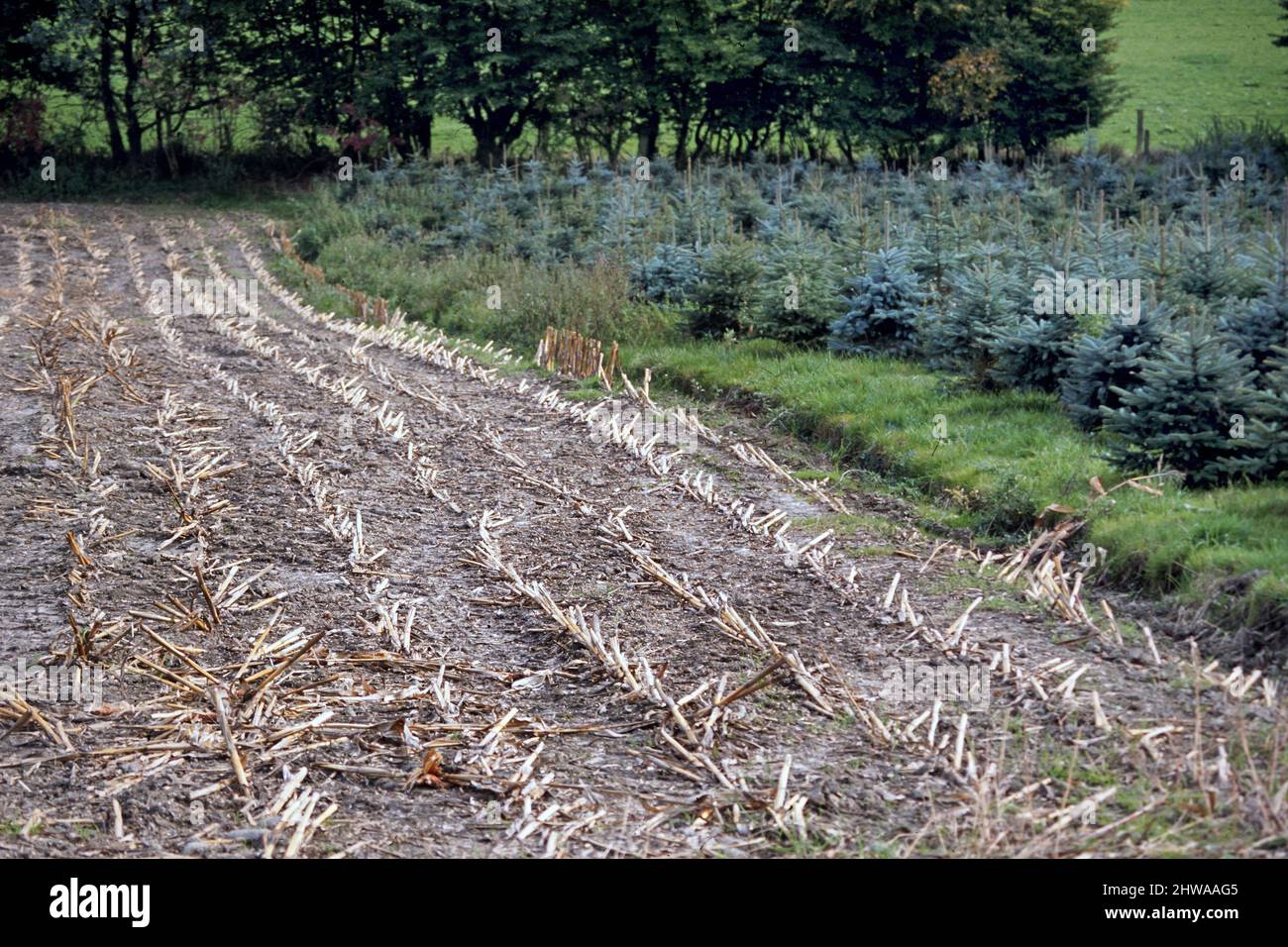 Geerntetes Maisfeld neben blauer Fichte Weihnachtsbaumernte, Deutschland, Nordrhein-Westfalen, Sauerland Stockfoto