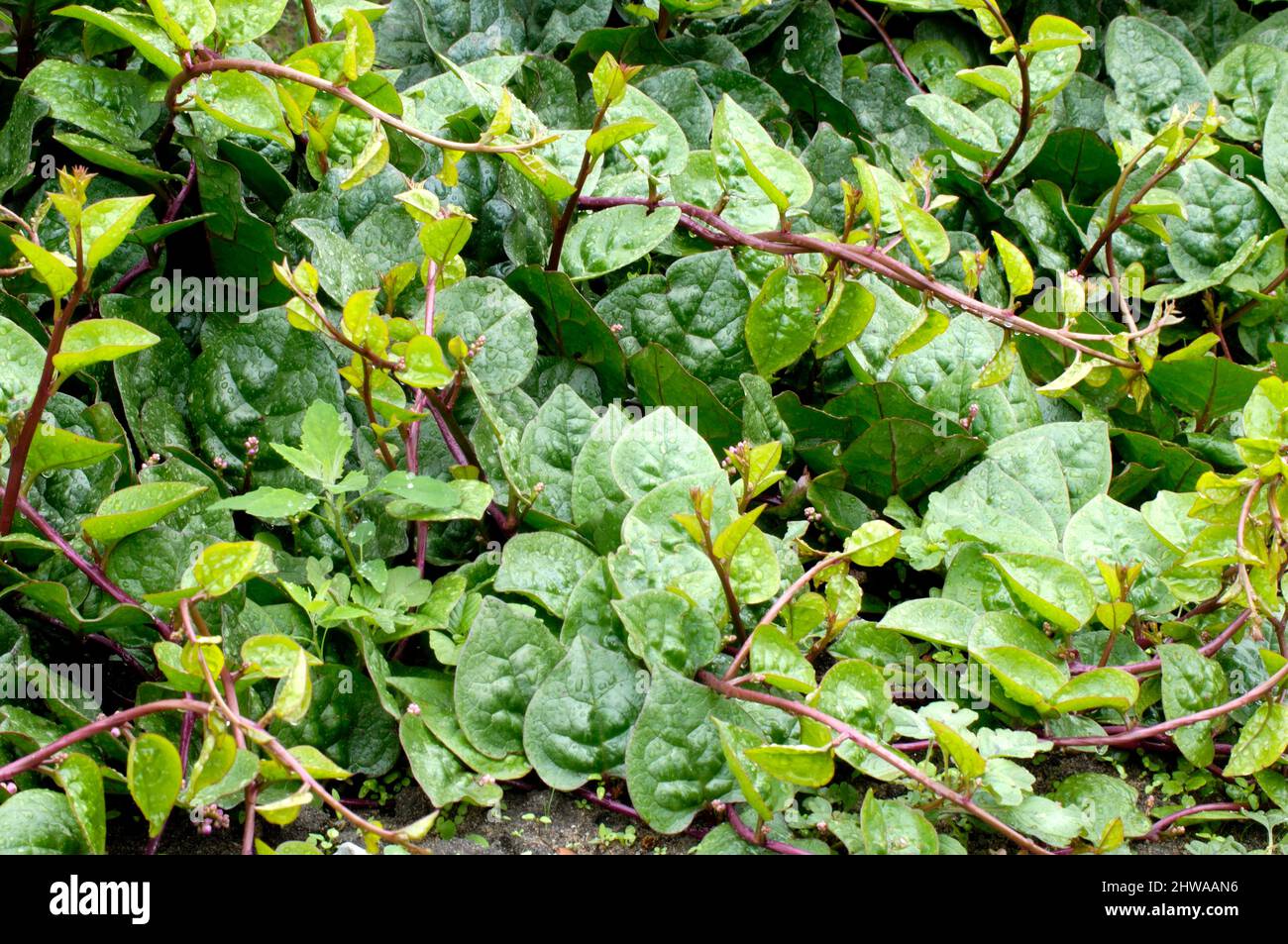 Indischer spinat Fotos und Bildmaterial in hoher Auflösung Alamy