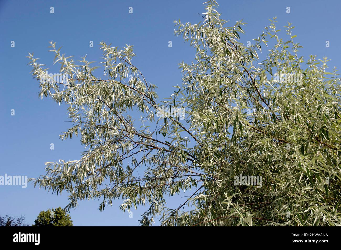 Russische Olive, Oleaster, trapezunt (Elaeagnus angustifolia), Äste gegen blauen Himmel Stockfoto