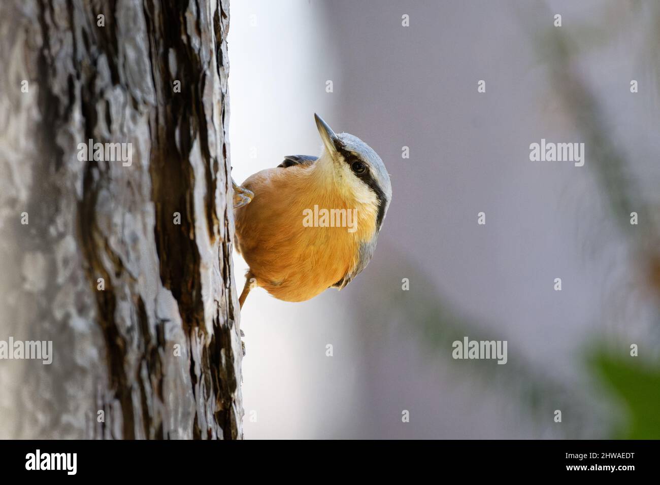 Ein Nuthatch auf einem Baumstamm blickt nach oben Stockfoto