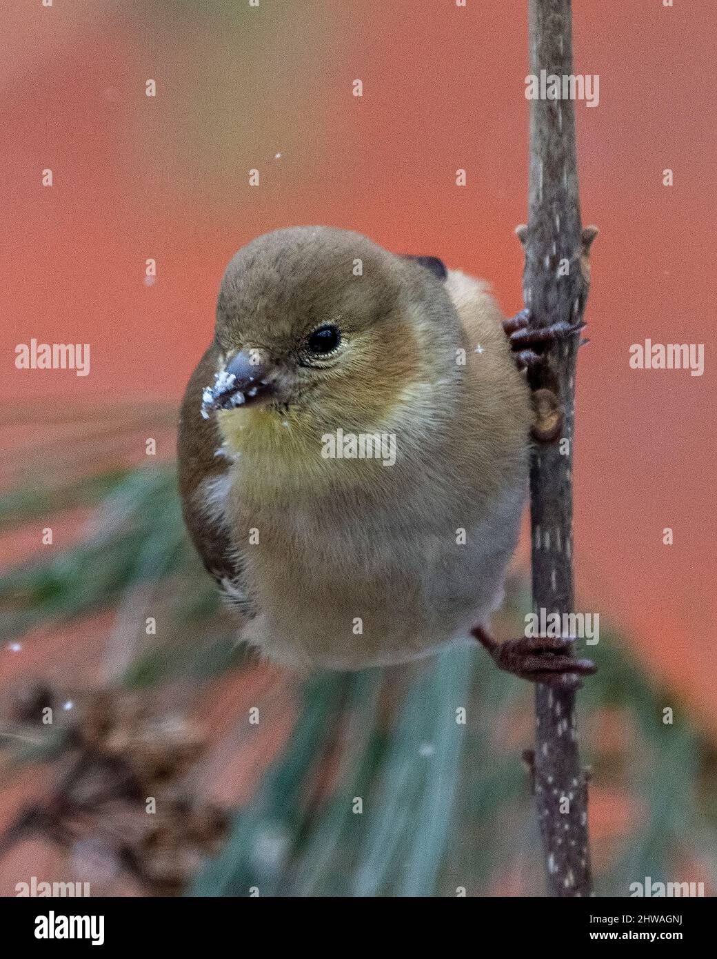 American Goldfinch Nahaufnahme Profil, thront auf einem Zweig mit einem verschwommenen orangen Hintergrund in seiner Umgebung und Lebensraum Umgebung. Stockfoto
