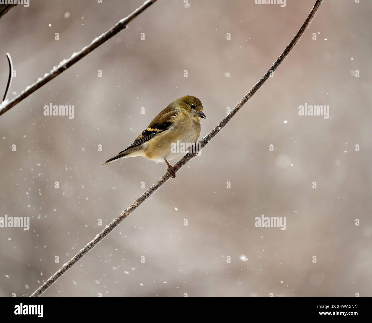 American Goldfinch Nahaufnahme Profil, auf einem Zweig mit einem verschwommenen Hintergrund und fallendem Schnee in seiner Umgebung und Lebensraum Umgebung thront. Stockfoto