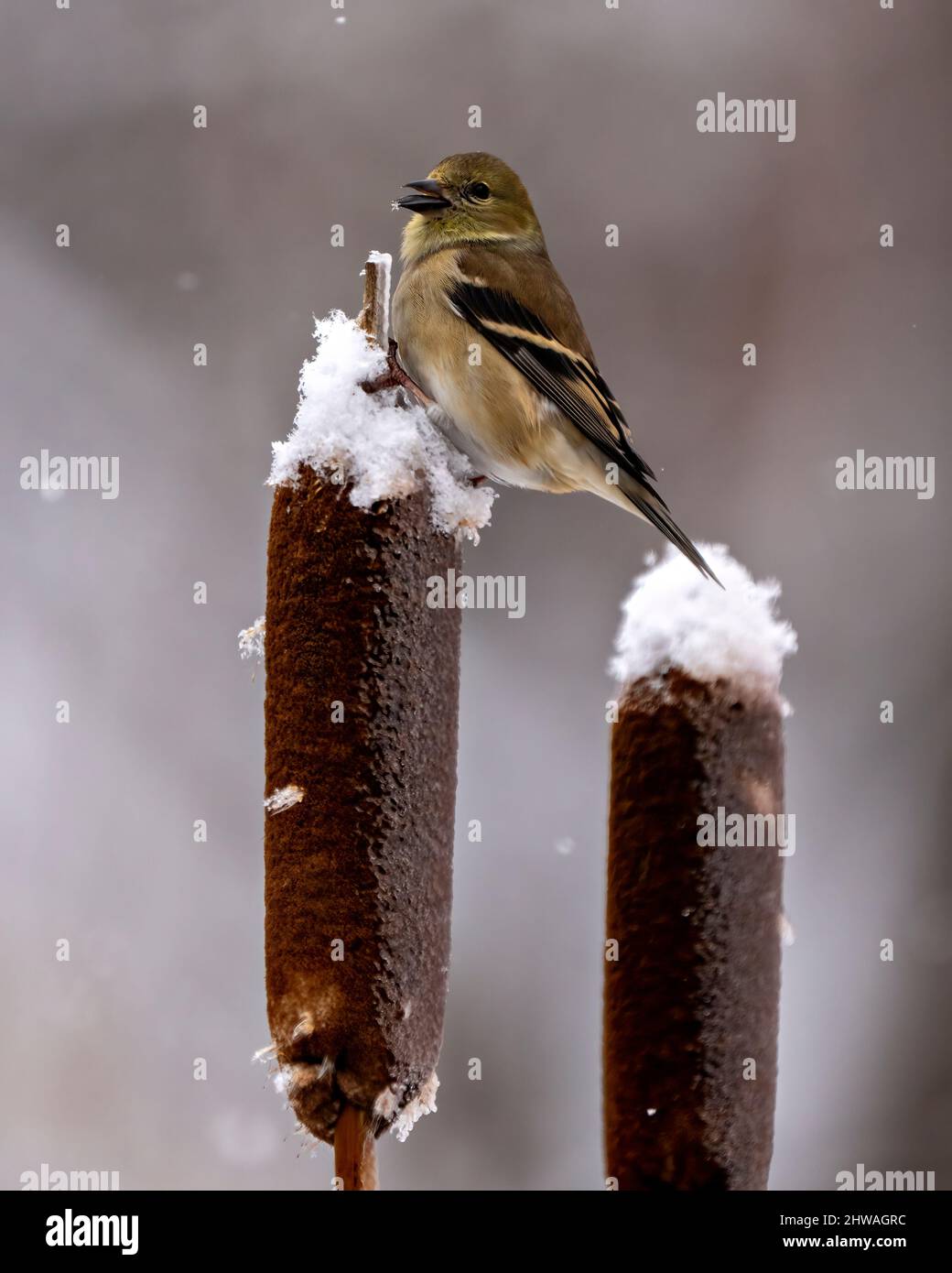 American Goldfinch Nahaufnahme Profil, thront auf einem Sattel mit einem unscharfen Hintergrund und fallendem Schnee in seiner Umgebung und Lebensraum Umgebung. Stockfoto