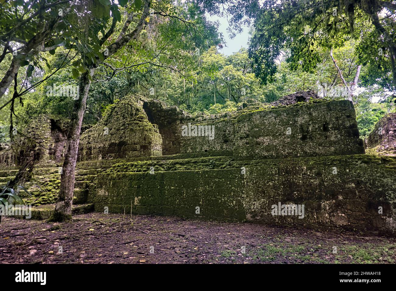 Der Dschungel, der alte Maya-Ruinen, den Tikal Nationalpark, Petén, Guatemala, überzieht Stockfoto