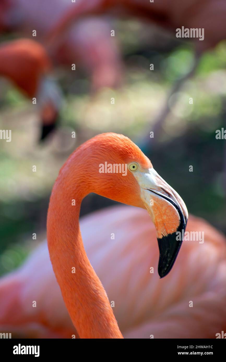 Flamingo Portrait, langbeinige Watvögel, die in der Regel mit leuchtend rosa Federn bedeckt sind. Der Name stammt aus dem Portugiesischen oder Spanischen flamengo. Stockfoto