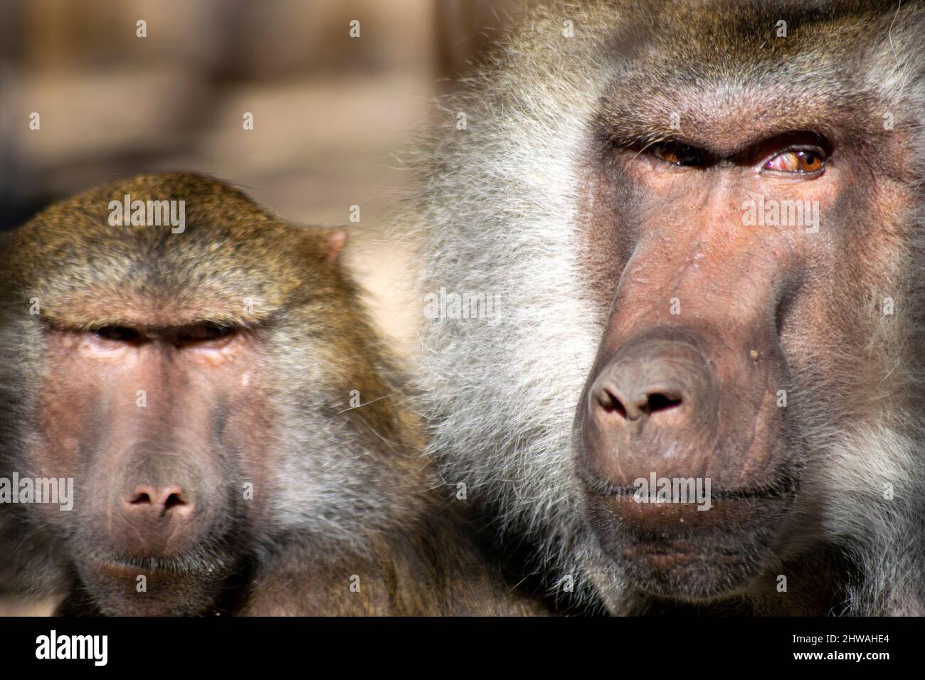Pavian Paartorträt, männlicher und weiblicher Pavian. Paviane, die an den Augenwinkeln gucken, Paviane, die ein Ereignis in ihrer Nähe beobachten. Dominanz. Stockfoto