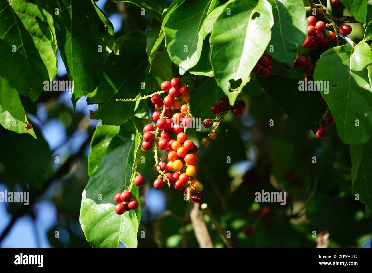 Antidema thwaitesianum (auch Buah Buni genannt) auf dem Baum. Antidema haben 101 akzeptierte Arten in der Gattung Stockfoto