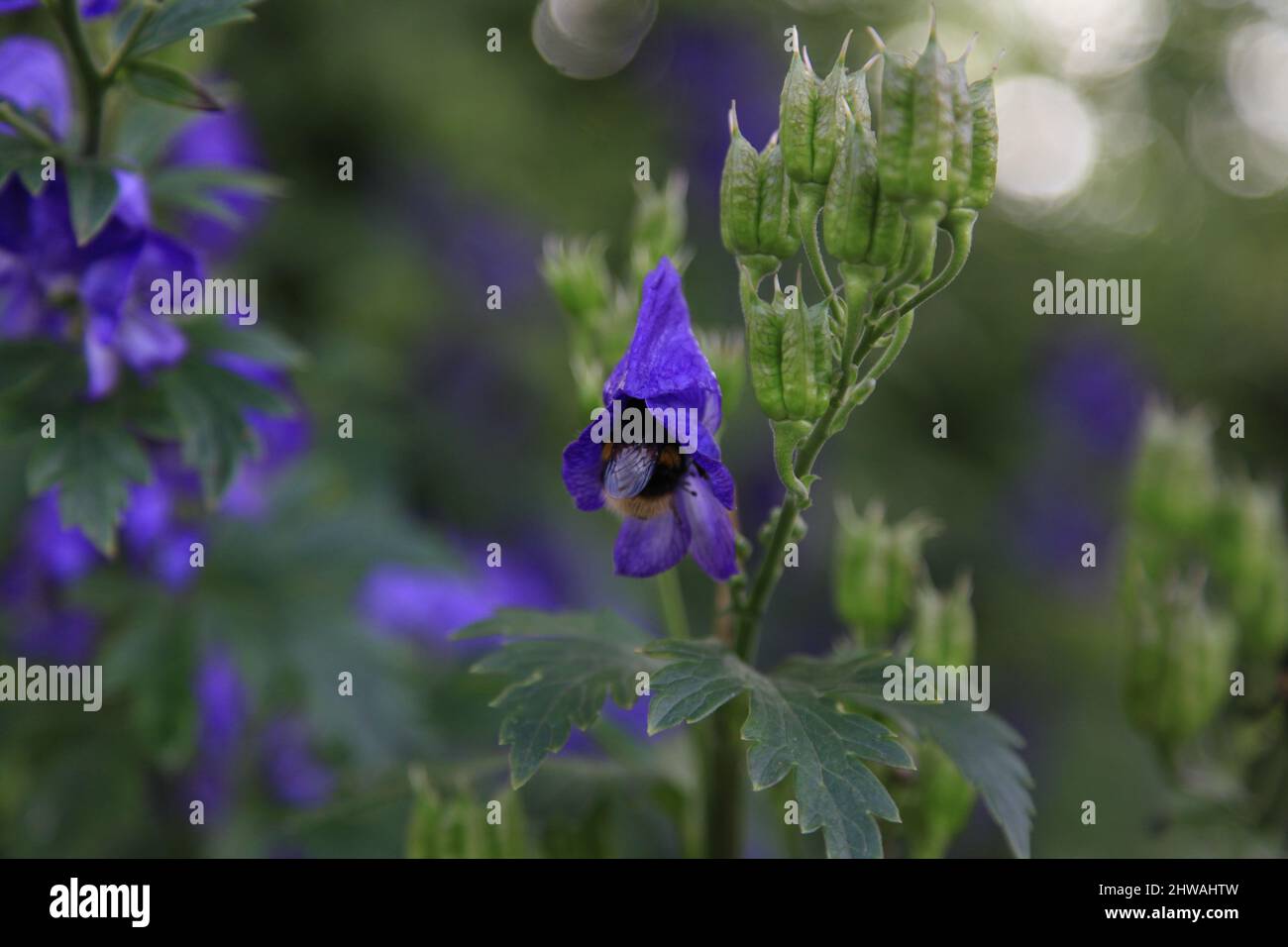 Eine Hummel, die sich im Londoner Regent's Park vom Nektar einer purpurnen Blume ernährt. Stockfoto
