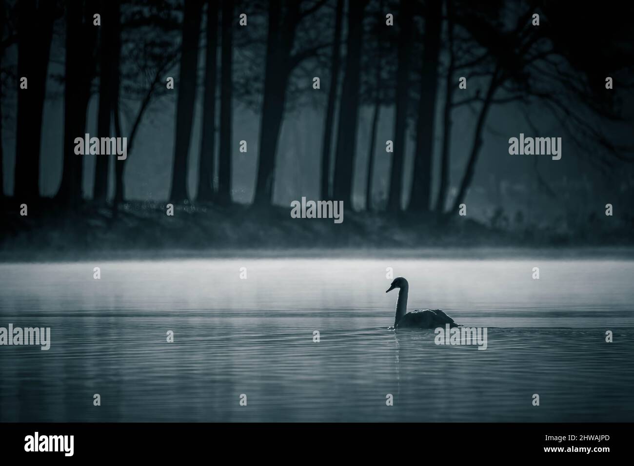 Silhouette eines stummen Schwans (Cygnus olor), der friedlich mit einem blauen monochromen Filter am Wasser entlang gleitet. Lake Benson Park, Raleigh, North Carolina. Stockfoto