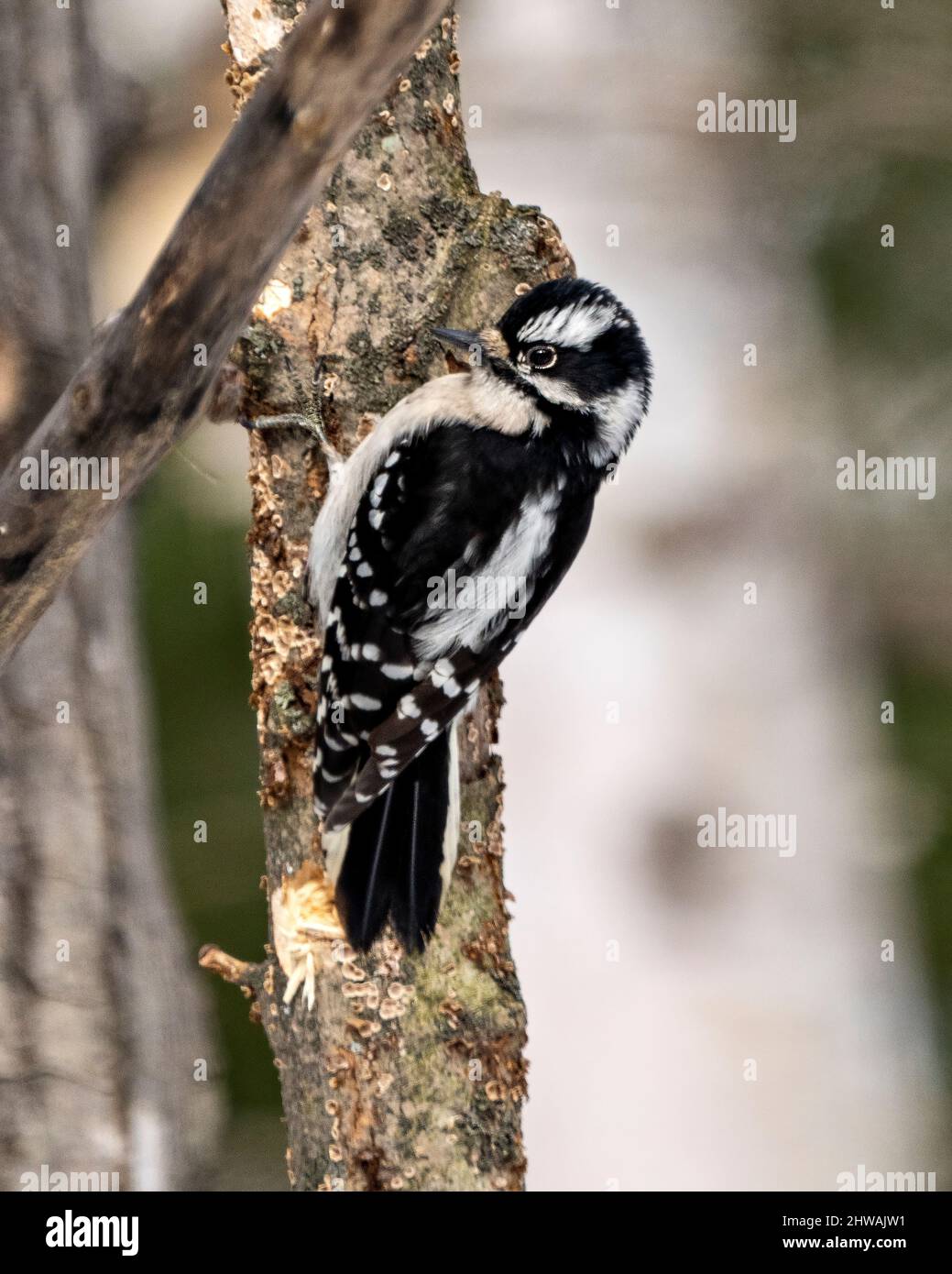 Specht-Weibchen auf einem Baumstamm mit einem verschwommenen Hintergrund in seiner Umgebung und seinem Lebensraum, der weiße und schwarze Federgefiederflügel zeigt. Stockfoto