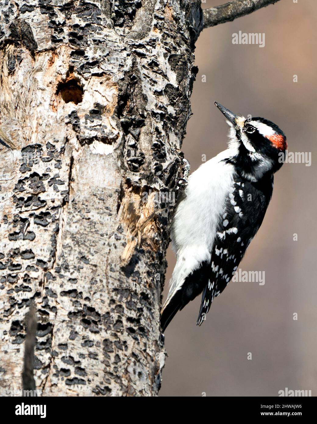 specht-wunderbares-vogelfoto-fotos-und-bildmaterial-in-hoher