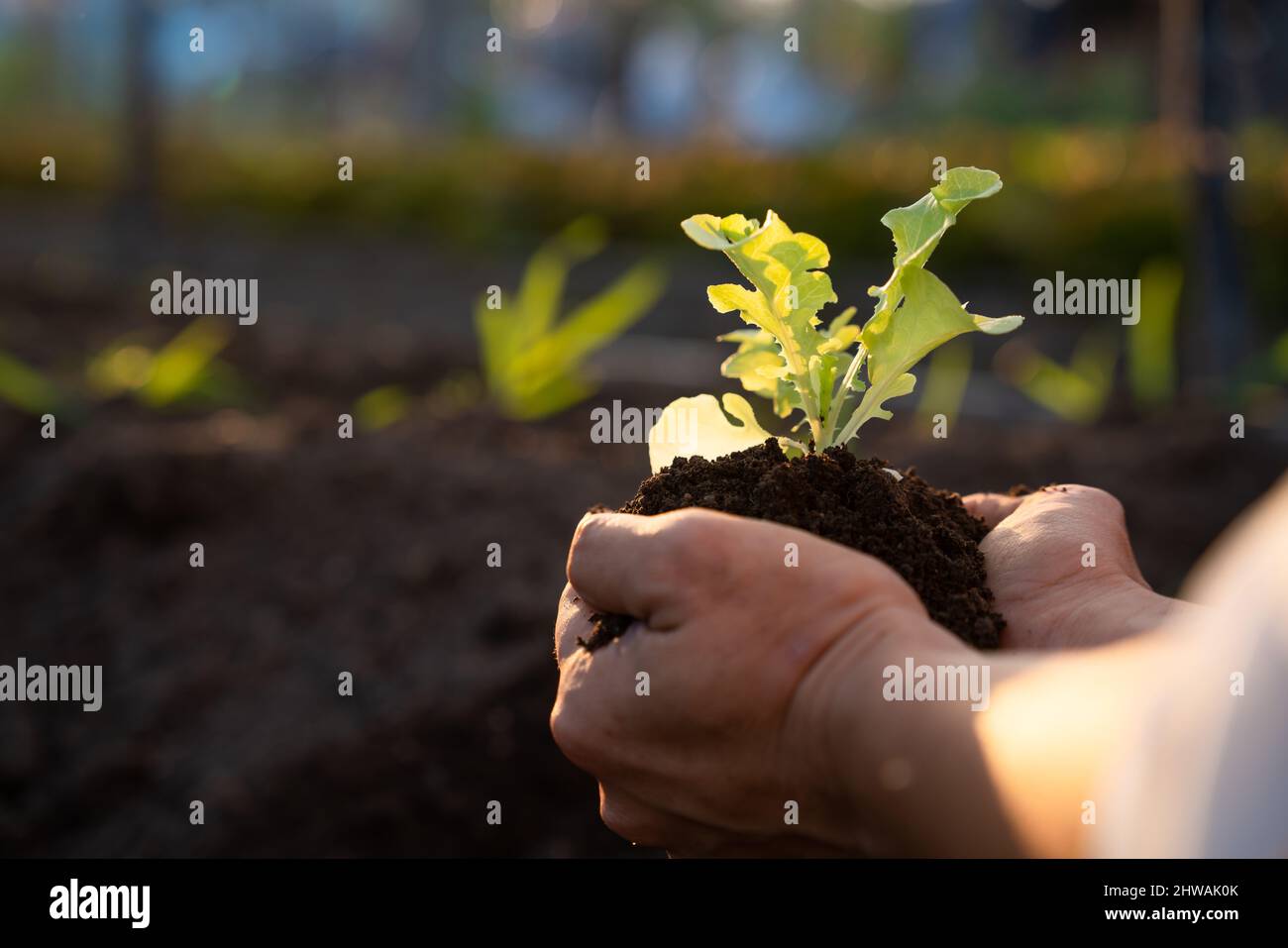 Landwirtschaft. Salatgemüse in den Händen des Bauern anbauen. Gemüseanbau und Bio-Gesundheitskonzepte. Stockfoto