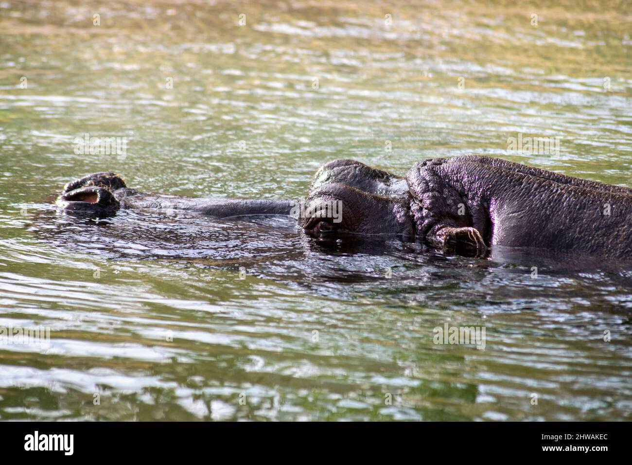 Der Hippopotamus amphibius, auch Hippo genannt, gewöhnlicher Nilpferd oder Flusspferd, ein großes, meist pflanzenfressendes, semiaquatisches Säugetier. Stockfoto