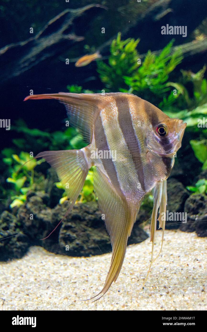 Peixe enchada oder Schwarz-Weiß-Bandit-Angelfisch oder Chaetodipterus faber-Fisch. Aquarianismus Fische. Stockfoto