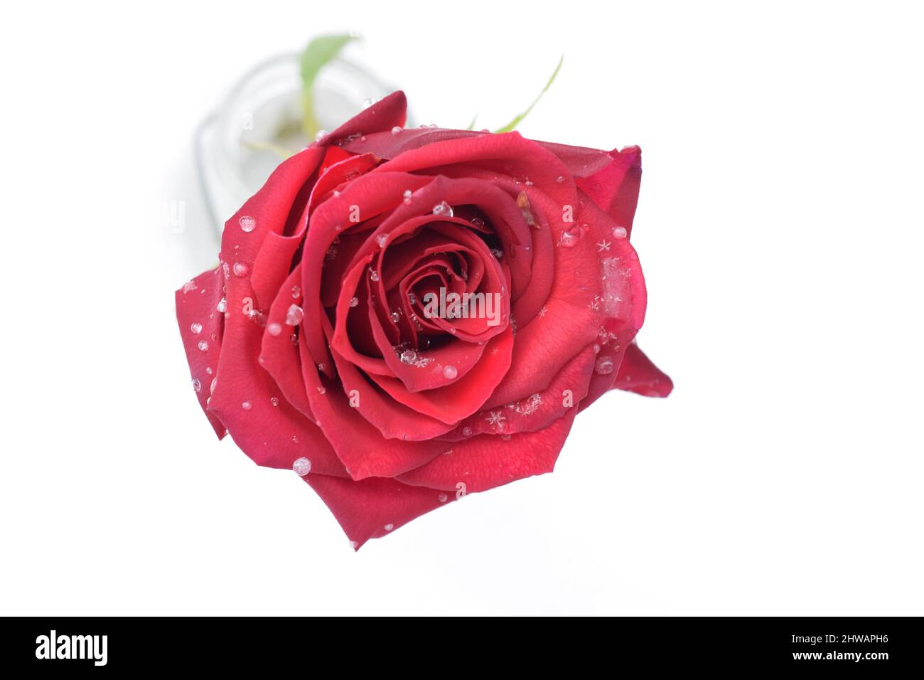 Rote Rose mit winzigen Schneeflocken und Wassertropfen auf Blütenblättern in kleiner Vase auf Schnee. Stockfoto
