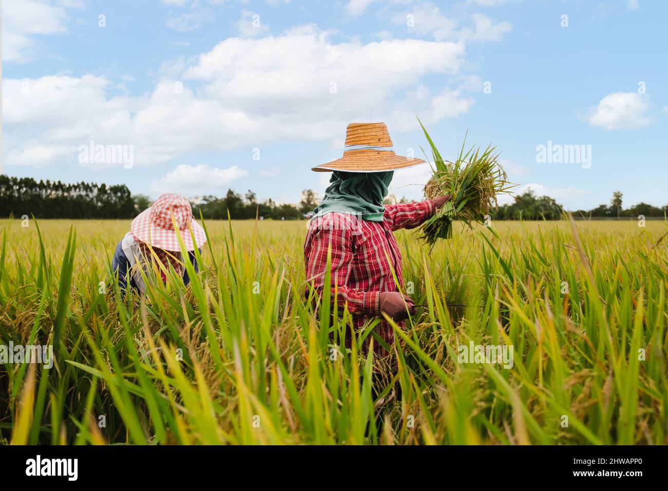 Zwei asiatische Bauern ernten in Thailand Bio-Reisreis. Stockfoto
