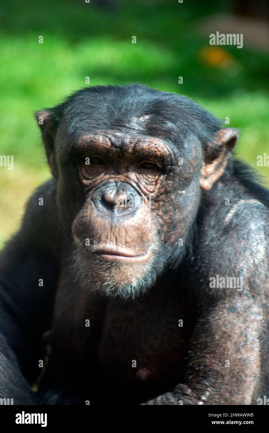 Schimpansen-Portrait, emotionale Tiere. Schimpansen-Look. Ruhiger und entspannter Schimpansen. Menschliche Schwellungen an Tieren gefangen, Schimpansen Gesichtsausdruck entspannt. Stockfoto
