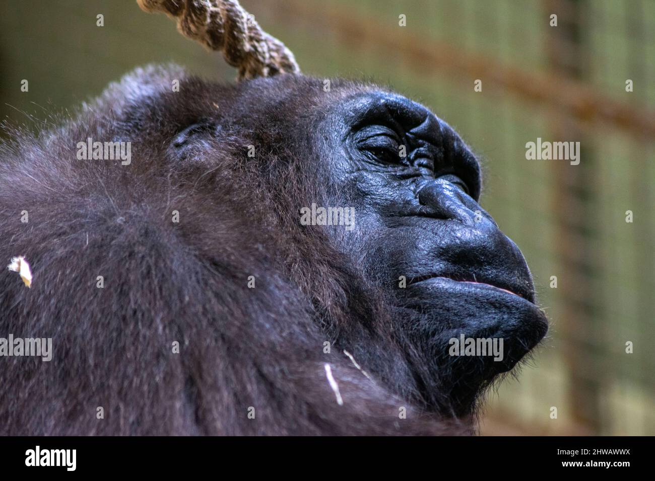 Schönes Gorilla-Porträt, Gorilla ruht friedlich. Große Tiere ruhen. Gorillas sind pflanzenfressende, überwiegend bodenbewohnende Menschenaffen. Stockfoto