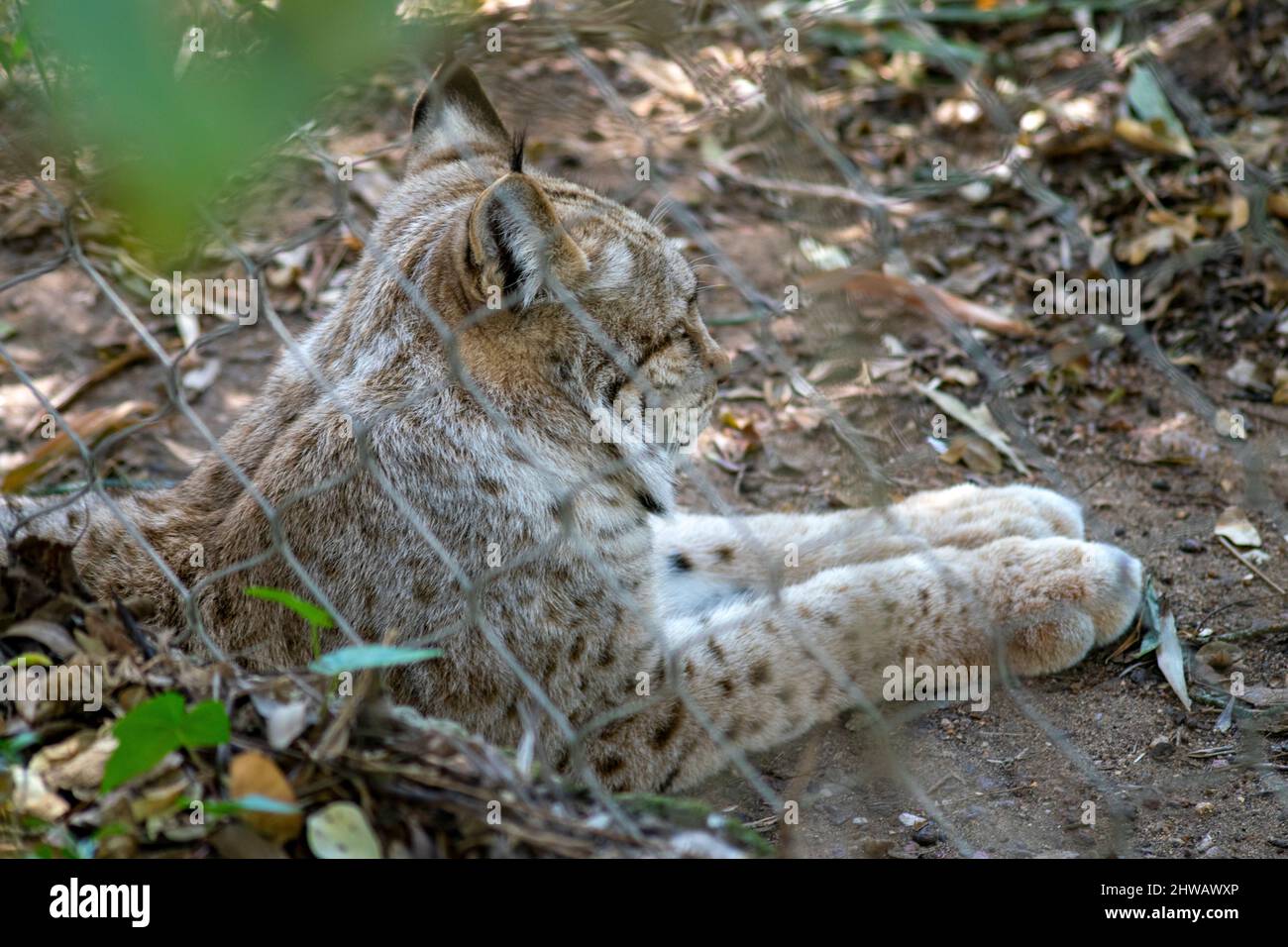 Der eurasische Luchs (Lynx Luchs) ist eine mittelgroße Wildkatze, die weit von Nord-, Mittel- und Osteuropa bis Zentralasien und Sibirien verbreitet ist. Stockfoto