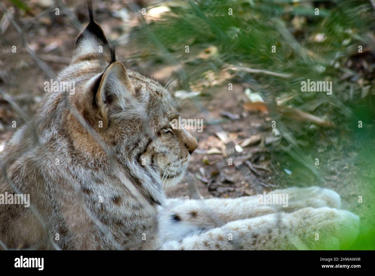 Der eurasische Luchs (Lynx Luchs) ist eine mittelgroße Wildkatze, die weit von Nord-, Mittel- und Osteuropa bis Zentralasien und Sibirien verbreitet ist. Stockfoto