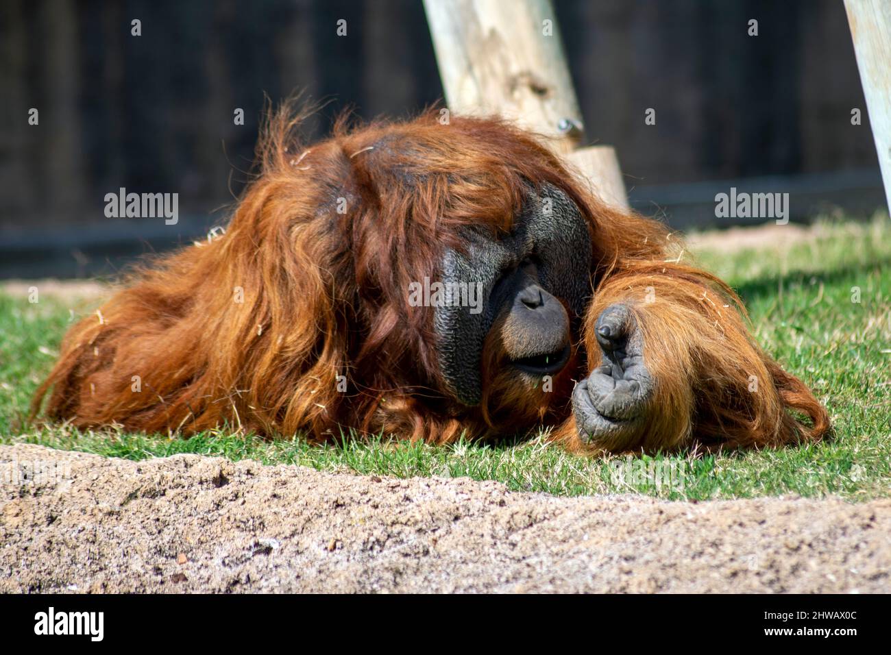 Orang-Utans sind große Affen, die in den Regenwäldern Indonesiens und Malaysias beheimatet sind und heute nur noch in Teilen von Borneo und Sumatra gefunden werden Stockfoto