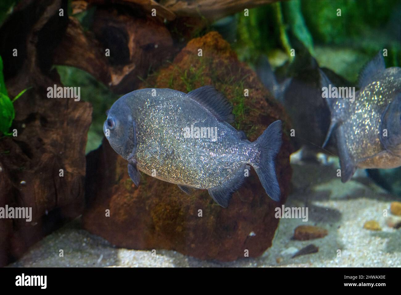 Ein Piranha oder piraña, ein Mitglied der Familie Serrasalmidae, ist ein Süßwasserfisch, der südamerikanische Flüsse, Auen, Seen und Stauseen bewohnt. Stockfoto