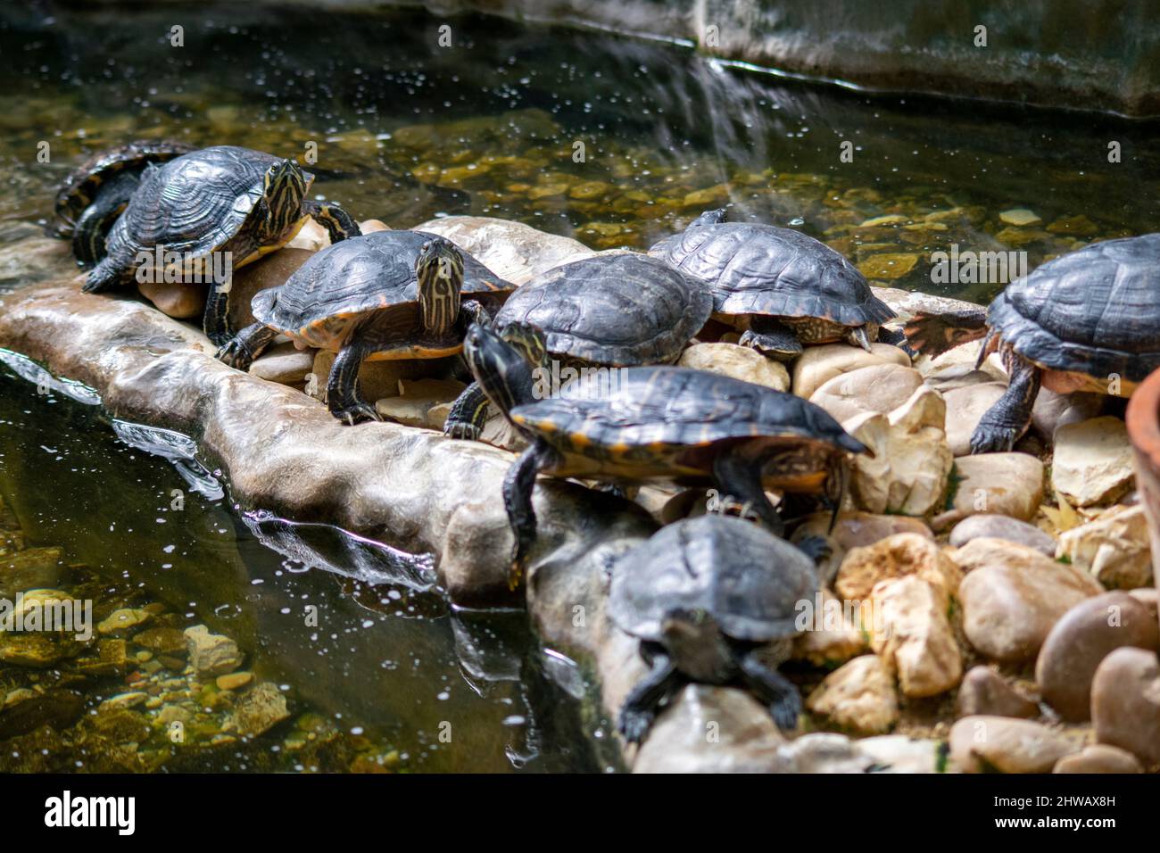 Die Gruppe der gemalten Schildkröten (Chrysemys picta) ist die am weitesten verbreitete einheimische Schildkröte Nordamerikas. Sie lebt in langsam sich bewegenden Süßgewässern. Stockfoto