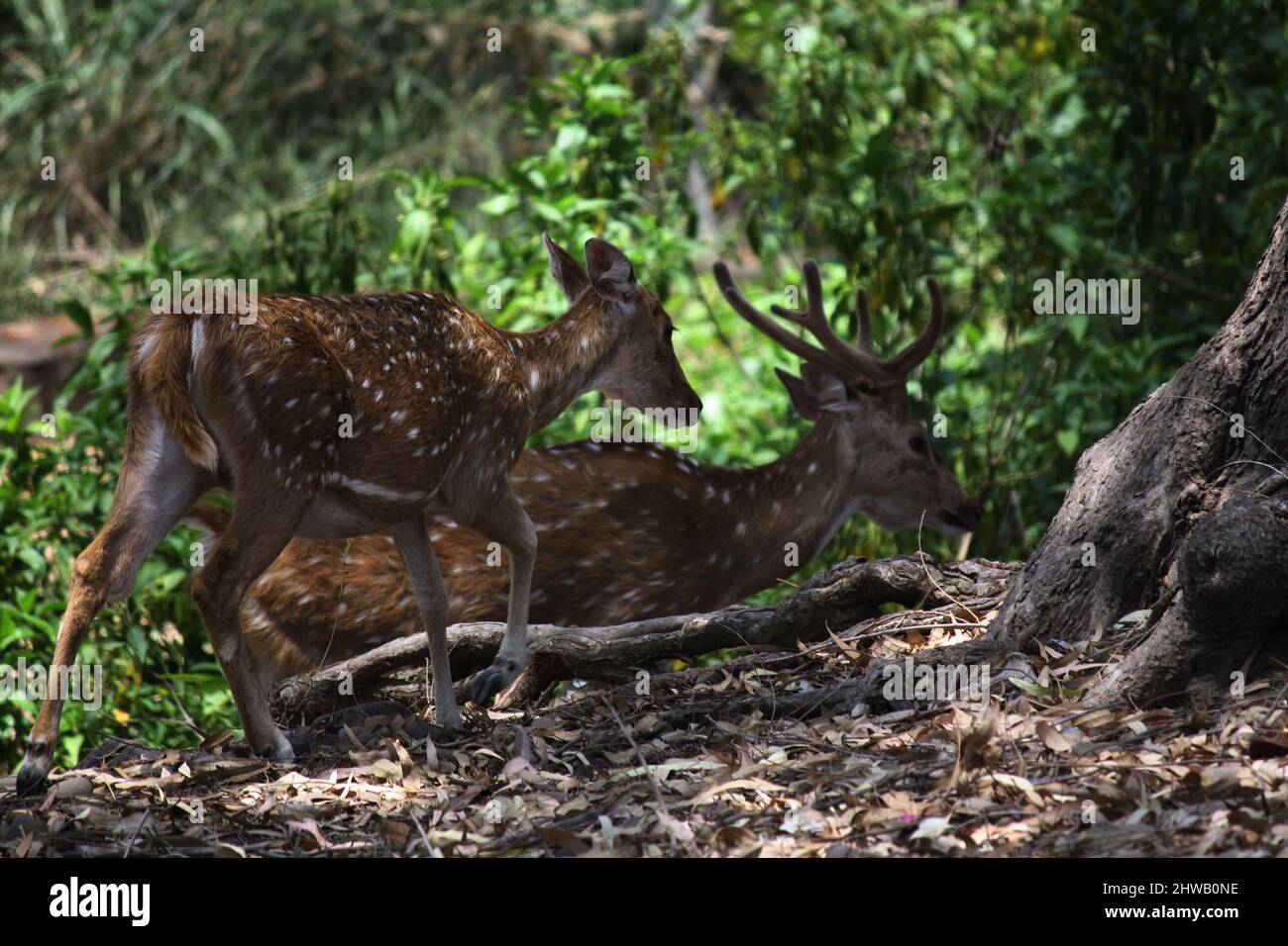 Geetall- oder Fleckhirsche (Achsenachse), die im Wald auf Nahrungssuche sind : (Pix SShukla) Stockfoto